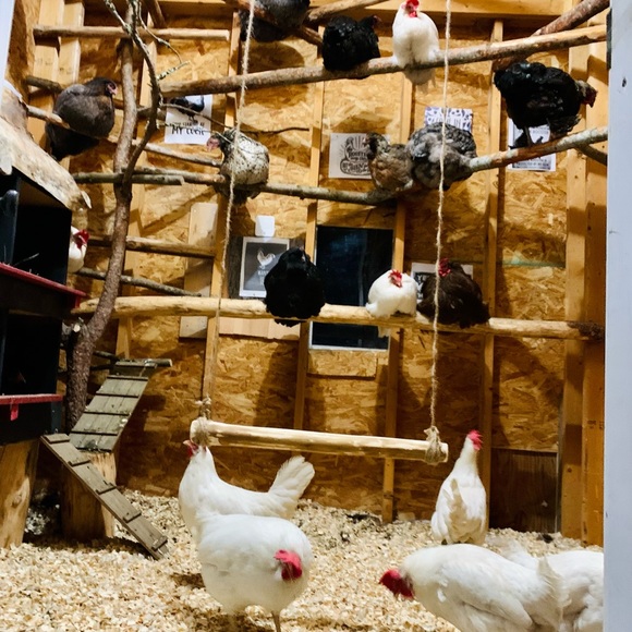 SOLD- Clucking Fun Chicken Swing - Picture 7 of 7